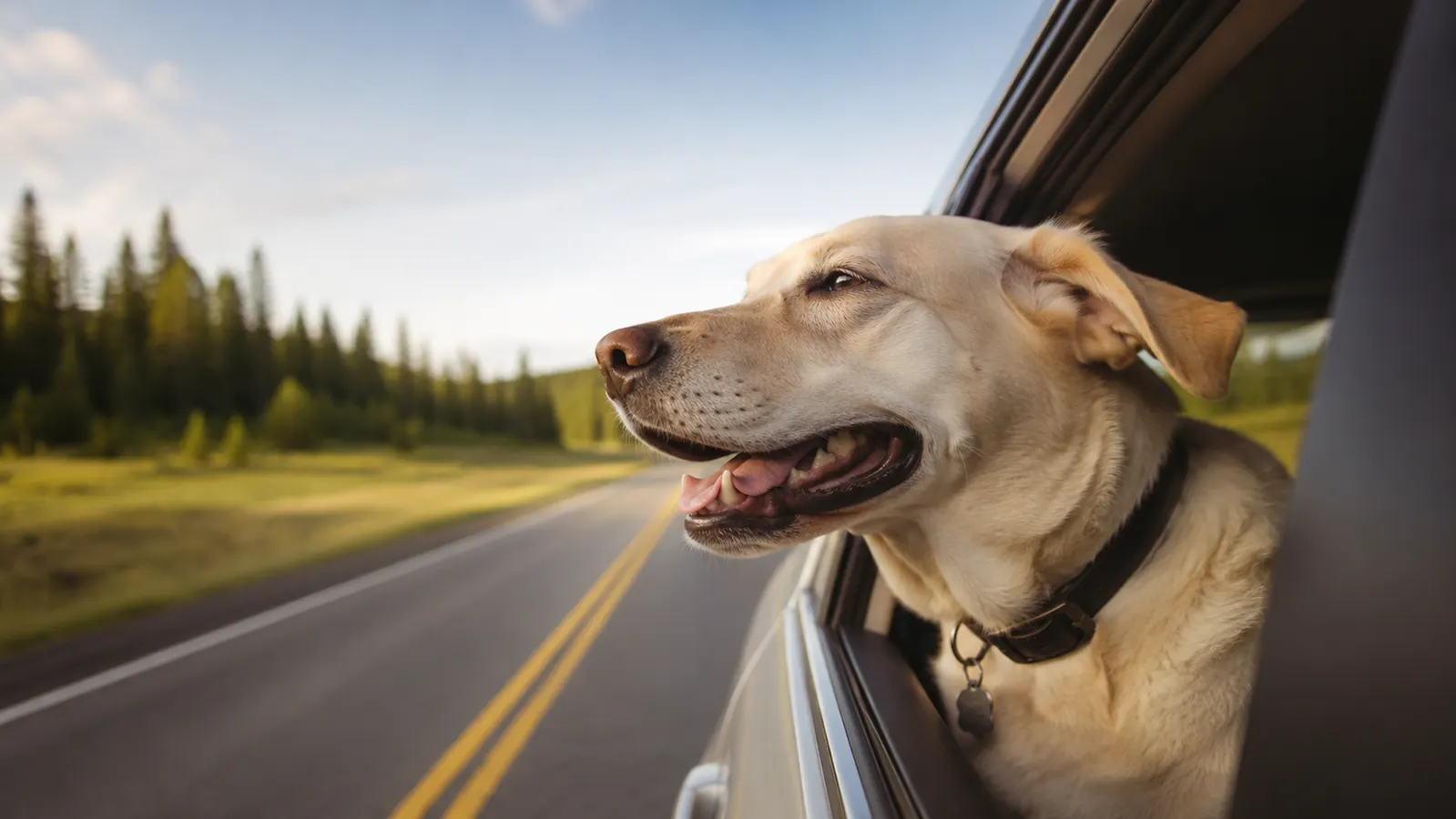 Car Seat Cover vs Dog Crate in the Car: Which Is Better