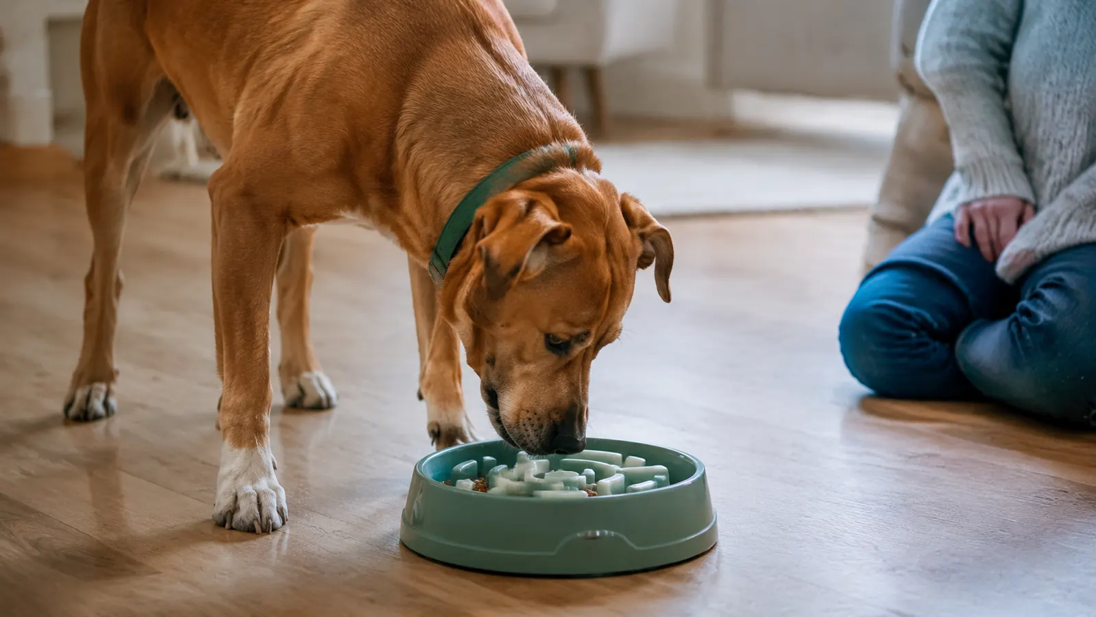 A dog calmly working kibble out of the grooves of a slow feeder bowl, watched by its owner