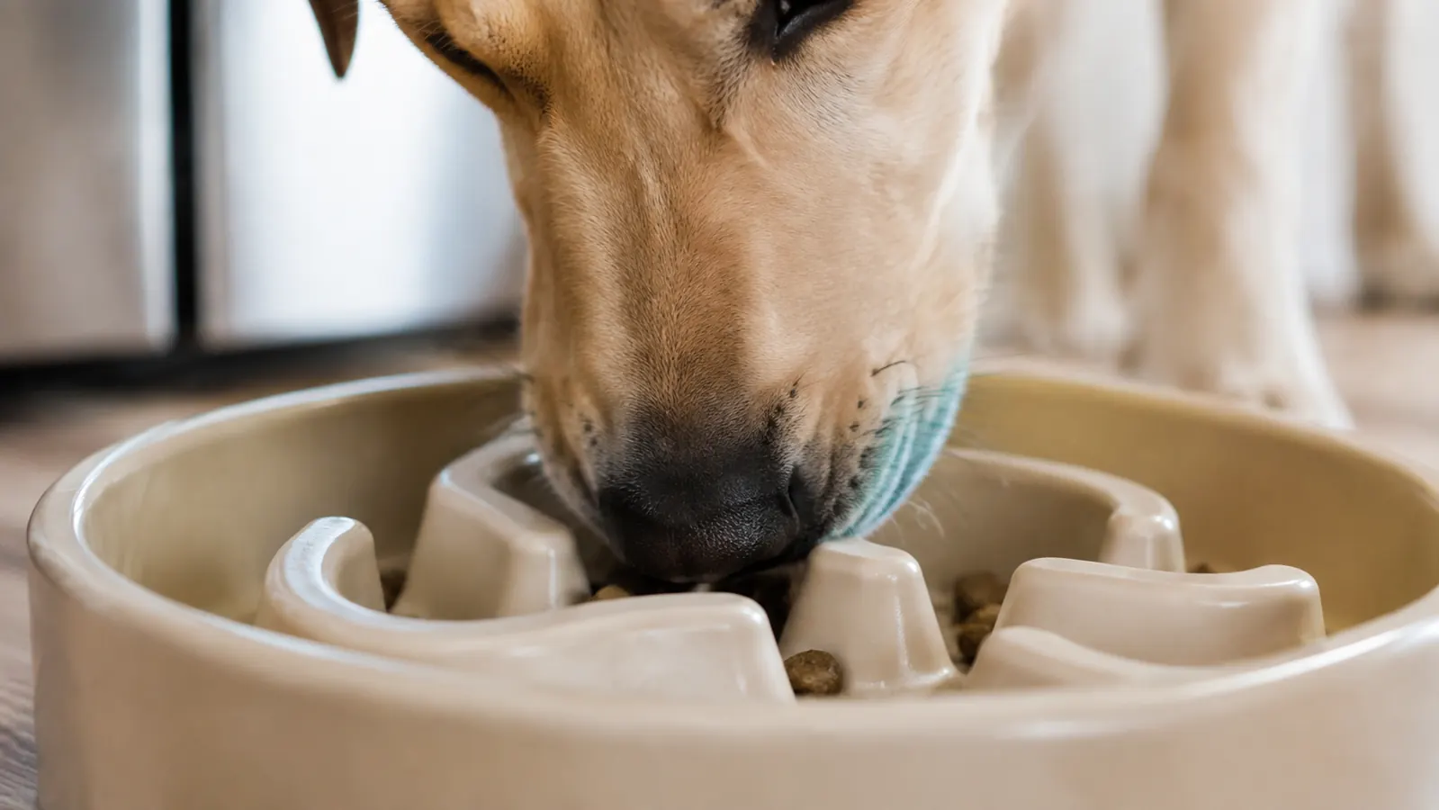 a close view of a dog's muzzle working through the ridge pattern at the bottom of the slow feeder bowl