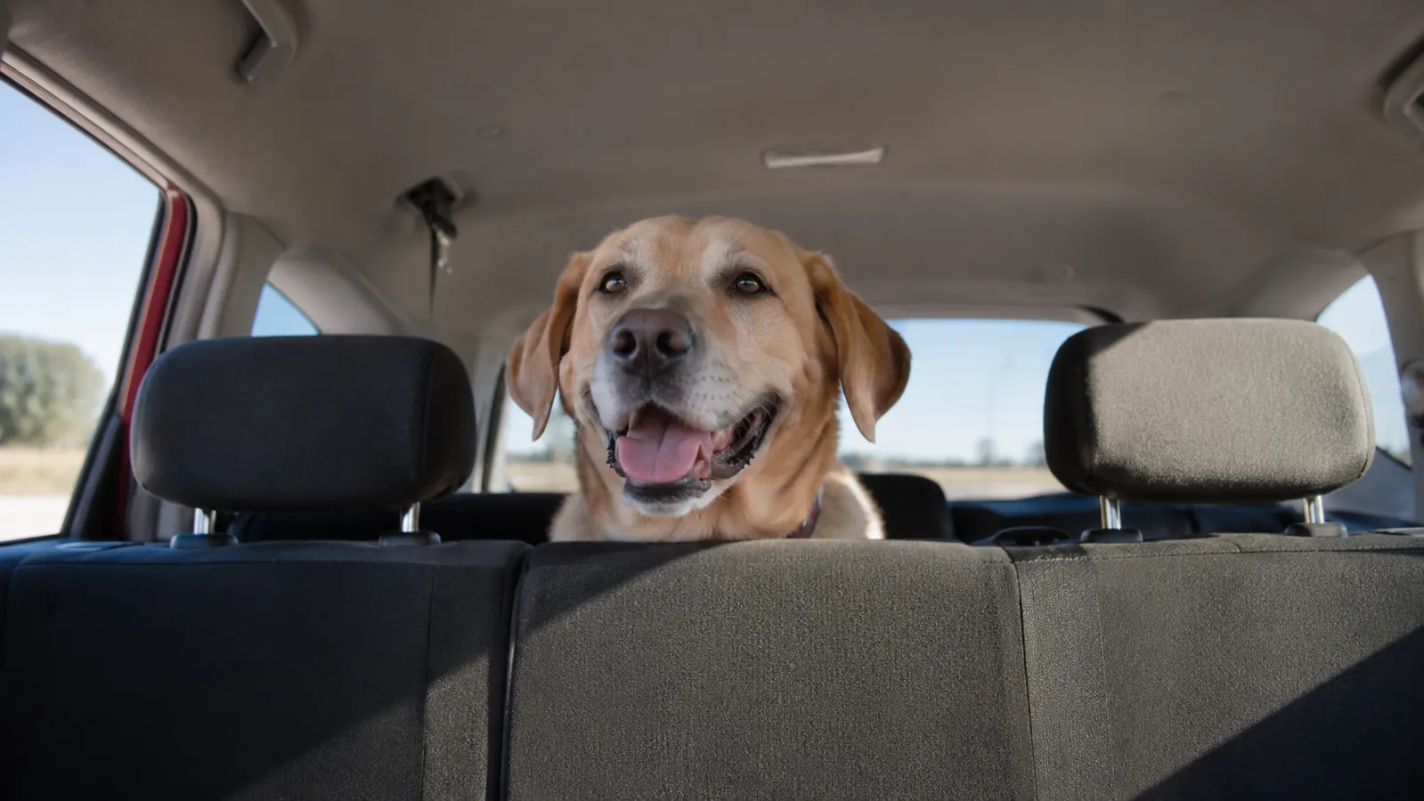 URPOWER Car Seat Cover Review: 6 Months of Dogs in the Back
